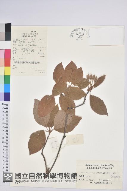 齒緣吊鐘花藏品圖，第1張