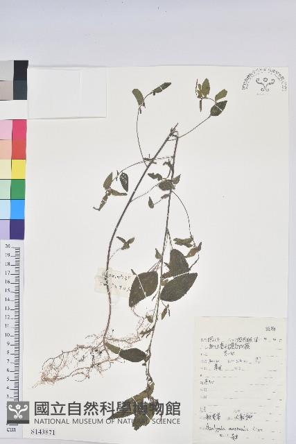 鐵莧菜藏品圖，第1張