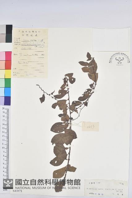 白飯樹藏品圖，第1張