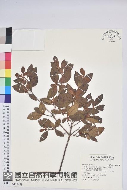 南澳杜鵑藏品圖，第1張