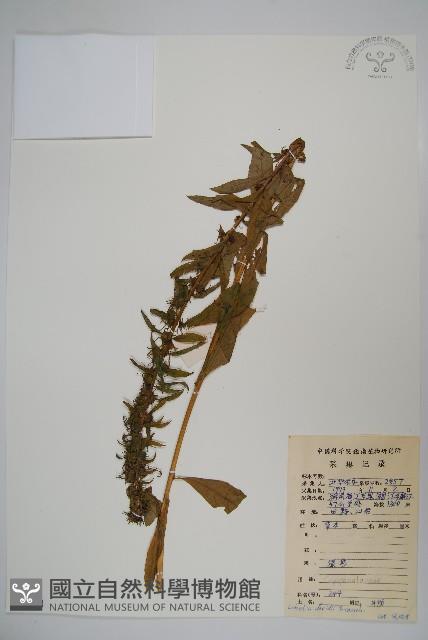 江南山梗菜藏品圖，第1張