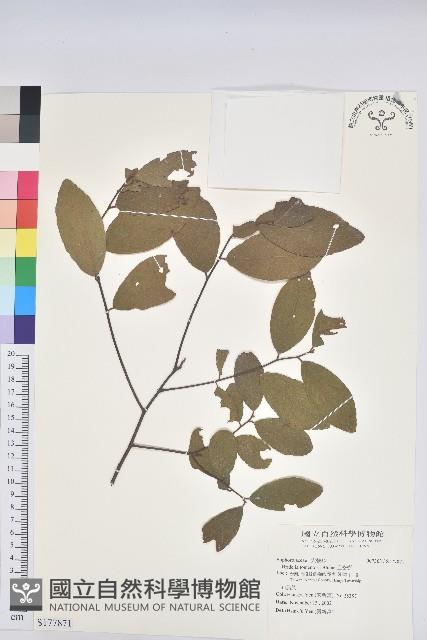 土密樹藏品圖，第1張