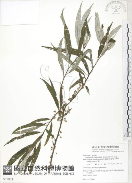 水麻藏品圖，第1張