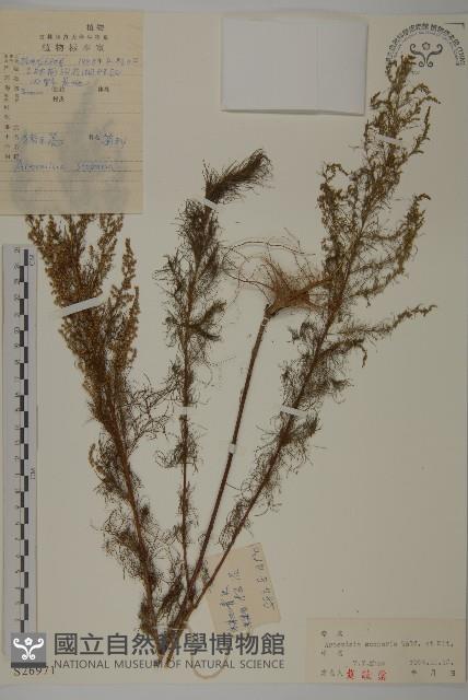 黃蒿藏品圖，第1張