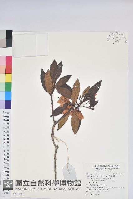 亮鱗杜鵑藏品圖，第1張