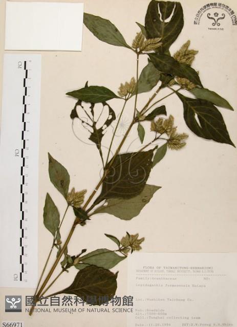 臺灣鱗球花藏品圖，第1張