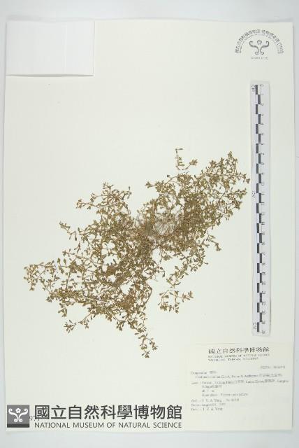石胡荽、吐金草藏品圖，第1張