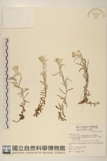 玉山抱莖籟簫藏品圖，第1張