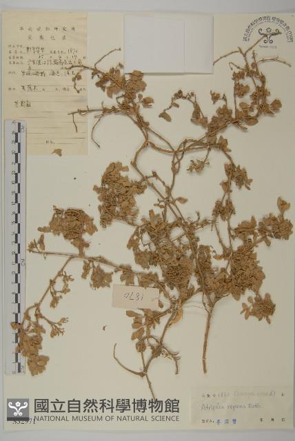 匍匐濱藜藏品圖，第1張