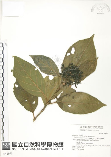 錫蘭玉心花藏品圖，第1張