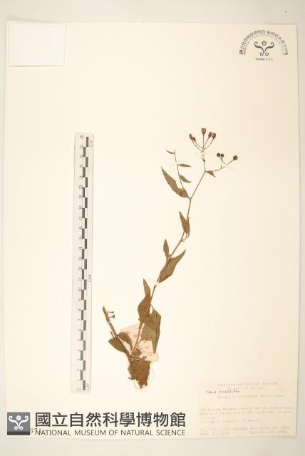 蔓黃菀藏品圖，第1張