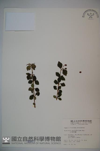 小葉莢迷藏品圖，第1張