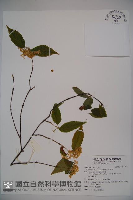 呂宋莢迷藏品圖，第1張