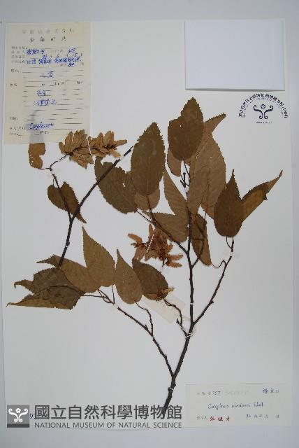 雷公鵝耳櫪藏品圖，第1張