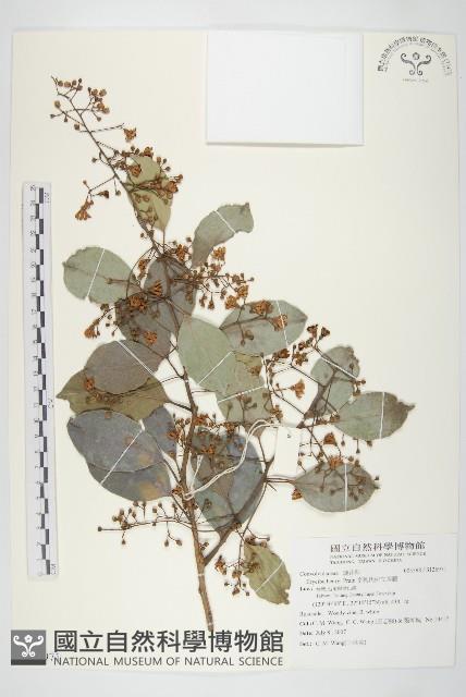 亨利氏伊立基藤藏品圖，第1張