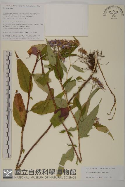 等苞紫菀藏品圖，第1張