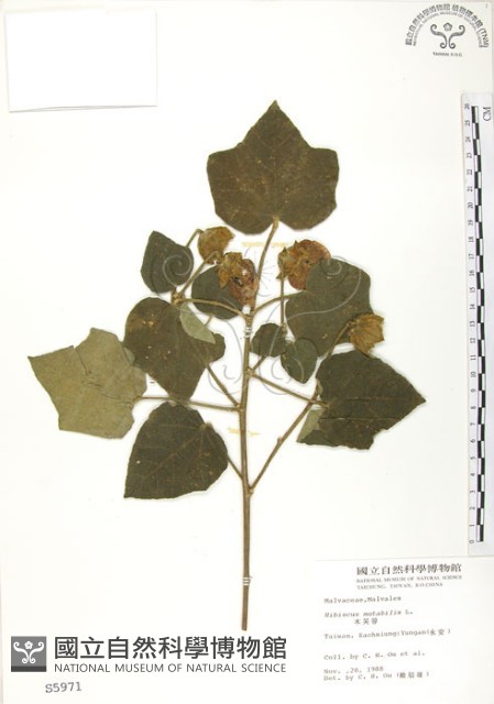 山芙蓉、臺灣山芙蓉、狗頭芙蓉藏品圖，第1張