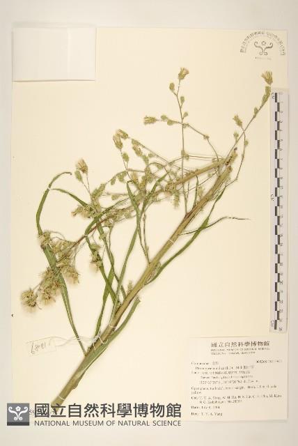 Accession Number:S115971 Collection Image, Figure 1, Total 3 Figures