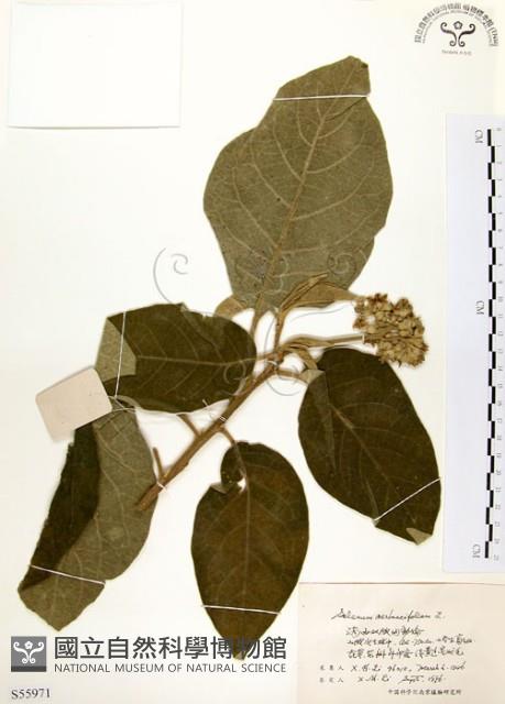 山煙草藏品圖，第1張