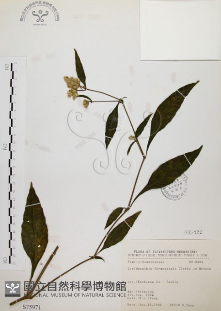 臺灣鱗球花藏品圖，第1張