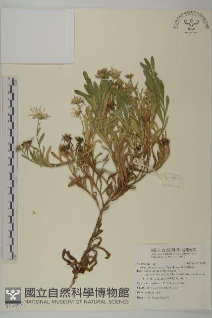 華南狗娃花藏品圖，第1張