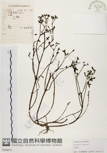 馬齒莧藏品圖，第1張