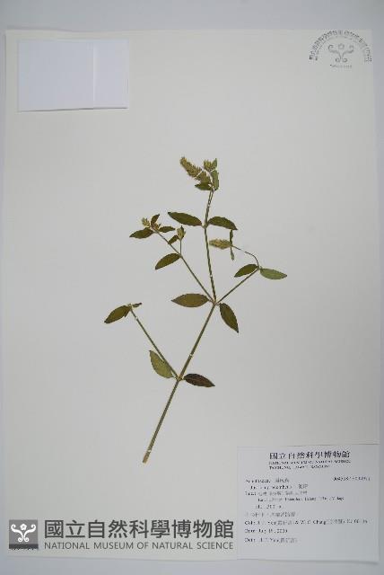爵床藏品圖，第1張