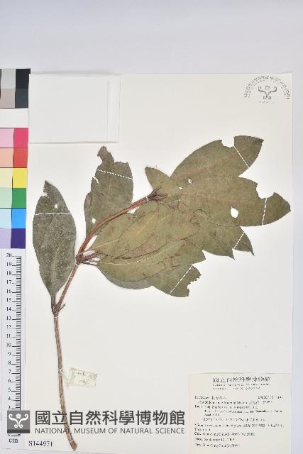 西施花、青紫木藏品圖，第1張