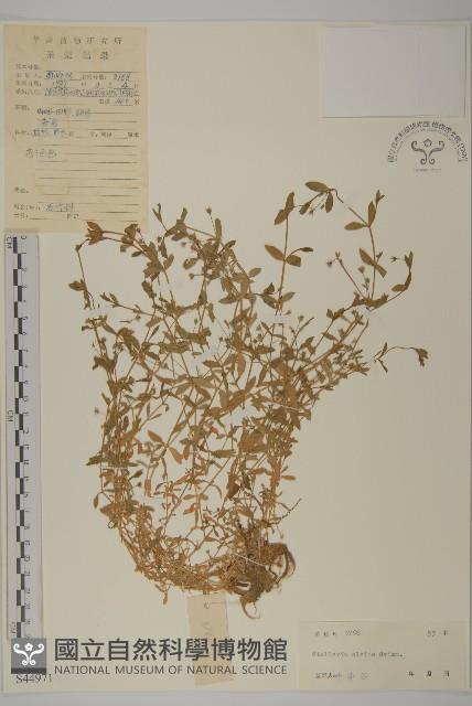 雀舌草藏品圖，第1張