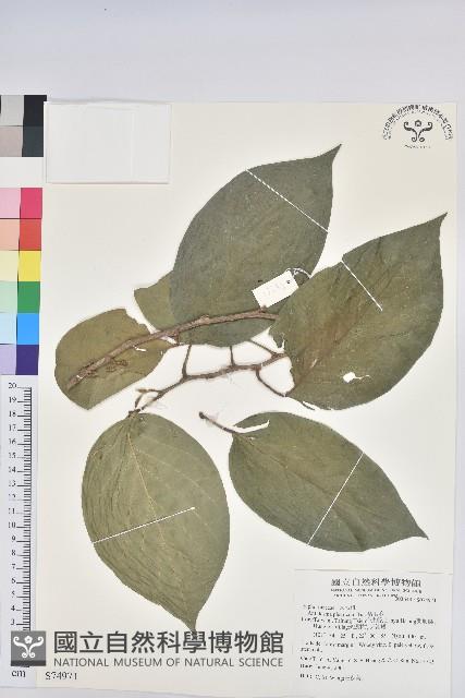 紅頭五月茶藏品圖，第1張