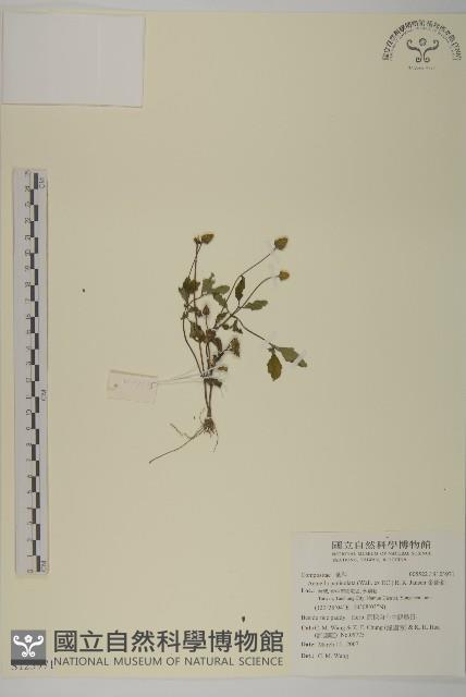 金鈕釦藏品圖，第1張