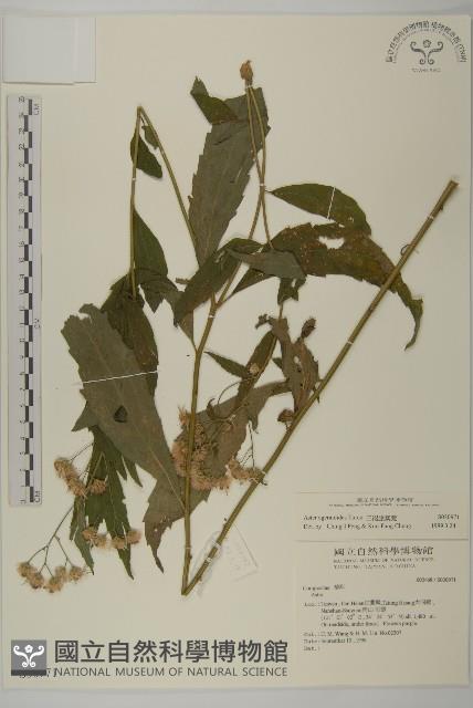 倒地鈴藏品圖，第1張