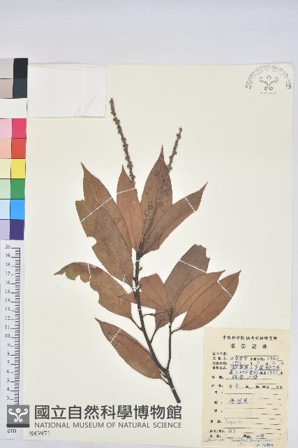 橿葉柯藏品圖，第1張