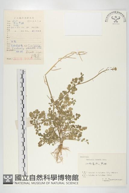 碎米薺藏品圖，第1張