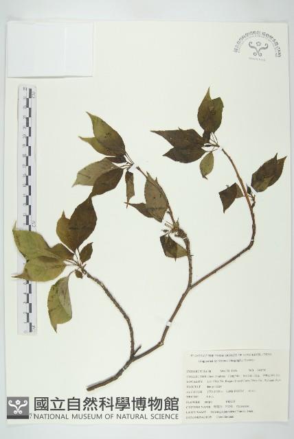 青莢葉藏品圖，第1張