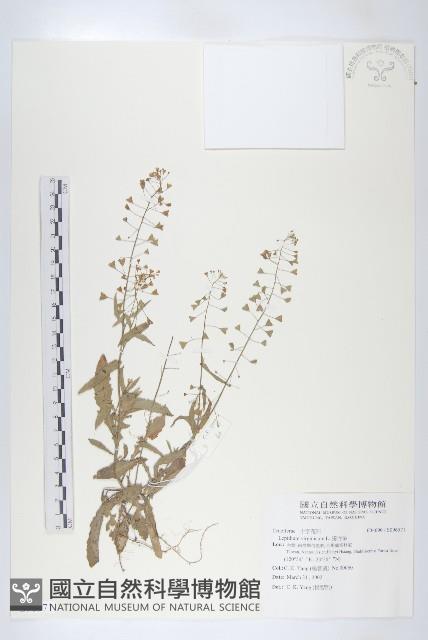 Bird's pepper, Birginia pepperweed Collection Image, Figure 1, Total 2 Figures