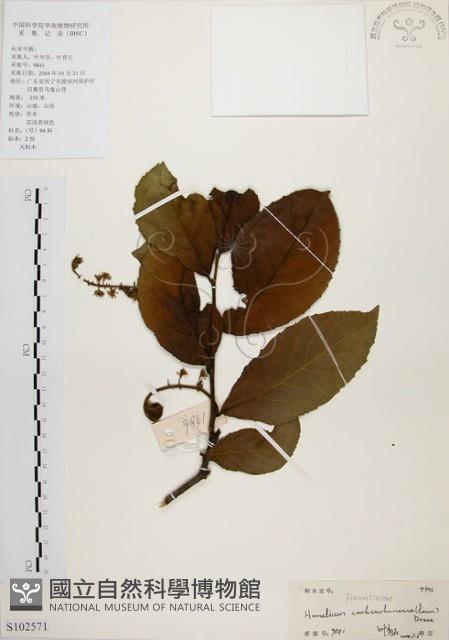 天料木藏品圖，第1張