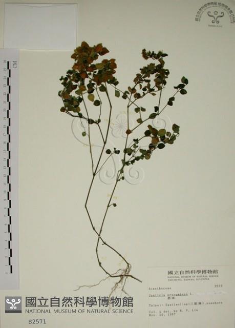 爵床藏品圖，第1張