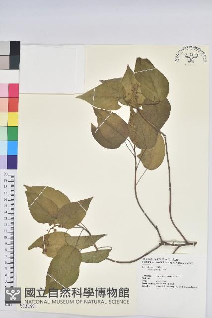 巴豆藏品圖，第1張