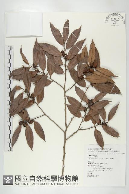 軟毛柿藏品圖，第1張