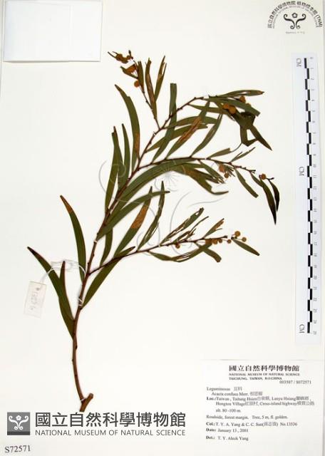 相思樹藏品圖，第1張