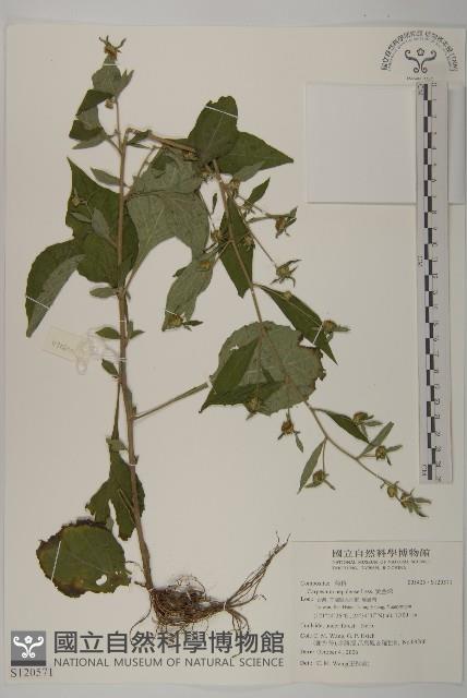 黃金珠藏品圖，第1張