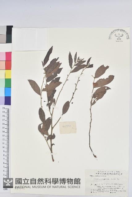 紅毛饅頭果藏品圖，第1張