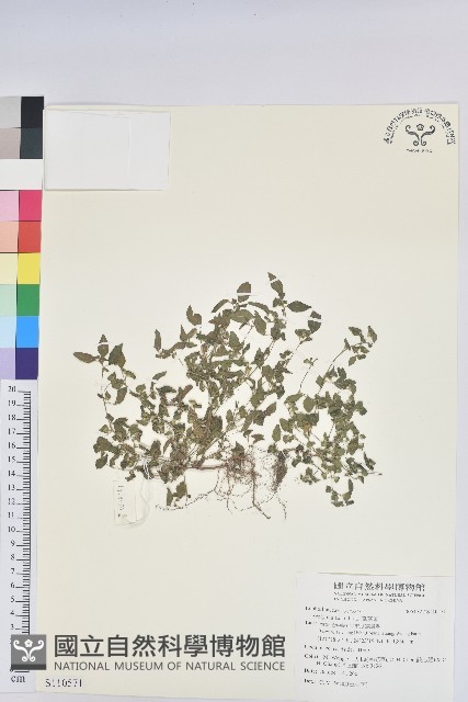 鐵莧菜藏品圖，第1張
