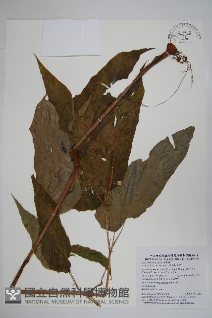 鹿谷秋海棠藏品圖，第1張