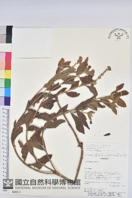 登錄號:S080571藏品圖，第1張