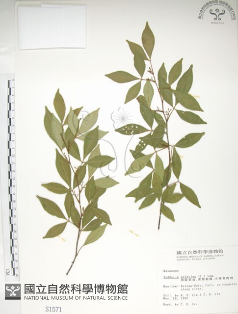 飛龍掌血藏品圖，第1張