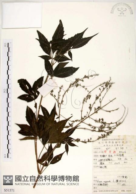 黃荊藏品圖，第1張