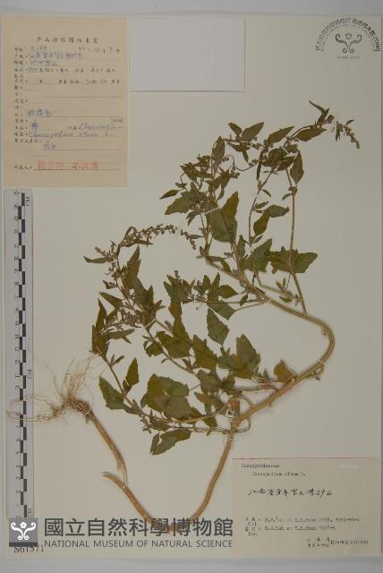 藜、灰藜藏品圖，第1張