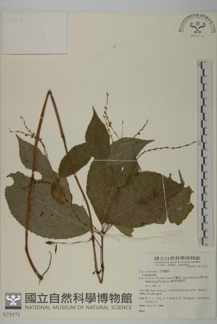 寬葉金粟蘭藏品圖，第1張